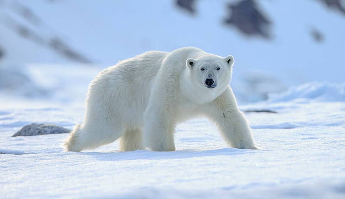 Top wildlife photography tips