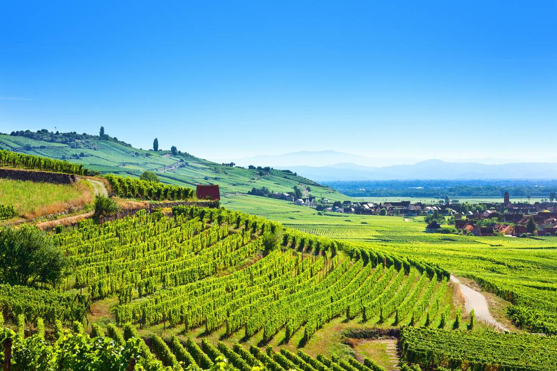 Alsace wine region