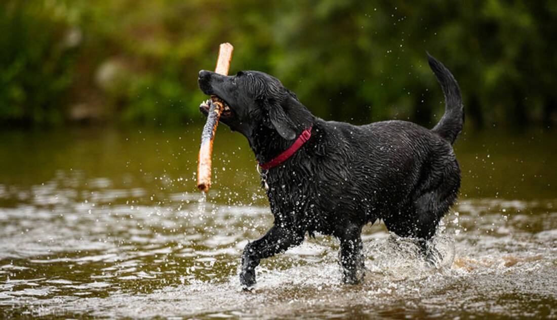 Labrador Retriever