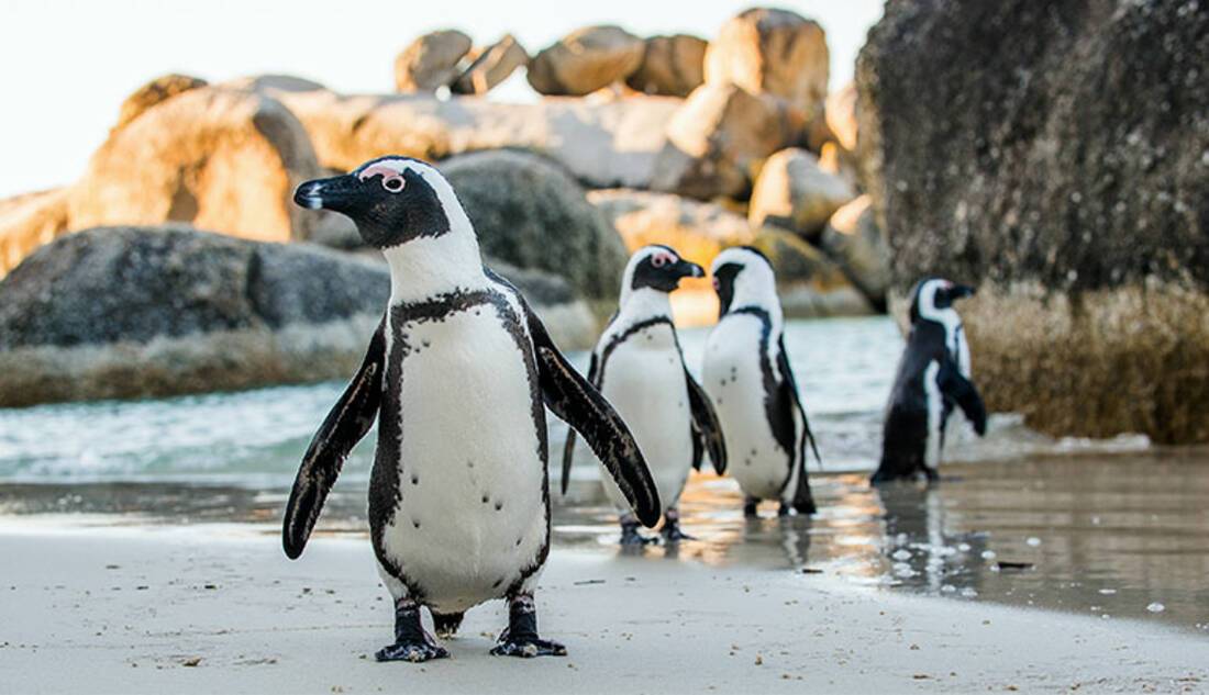 African Penguins, South Africa