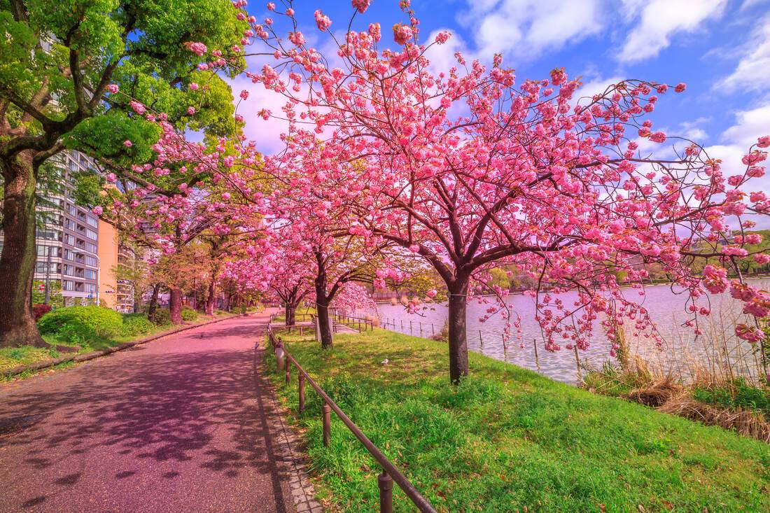 Cherry Blossom, Japan
