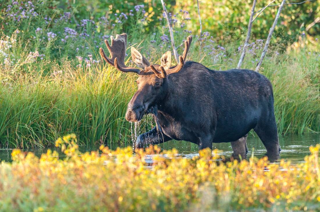 moose in water