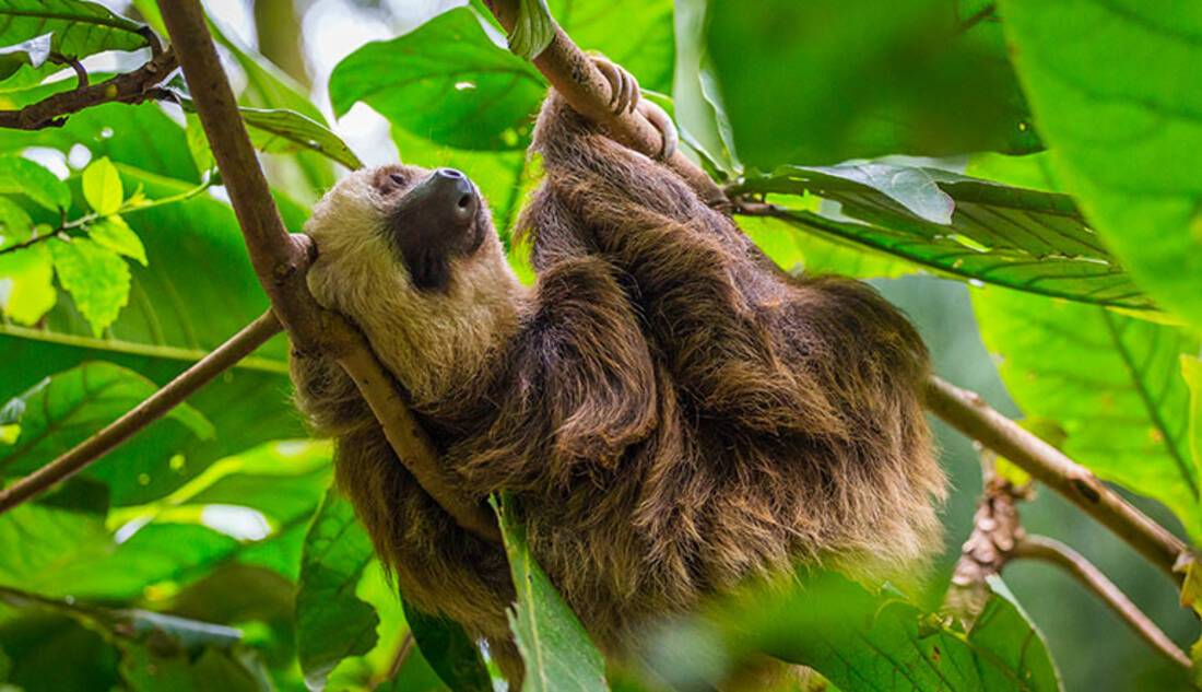 Sloths