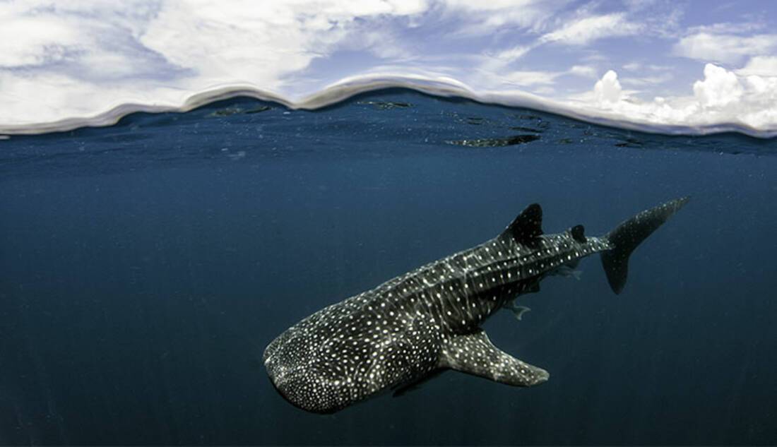 Whale Shark