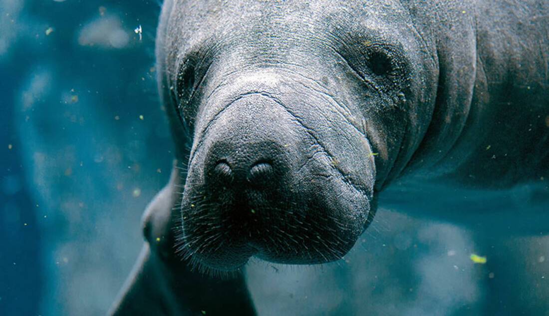 Florida manatees