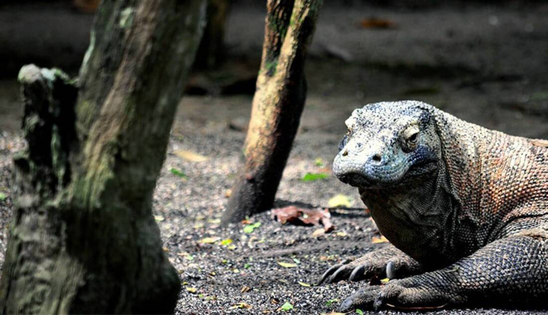 Komodo Dragon