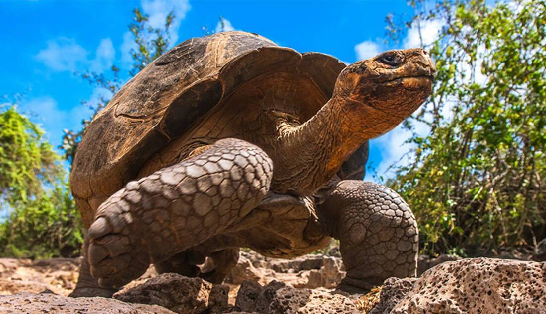 Galapagos Islands