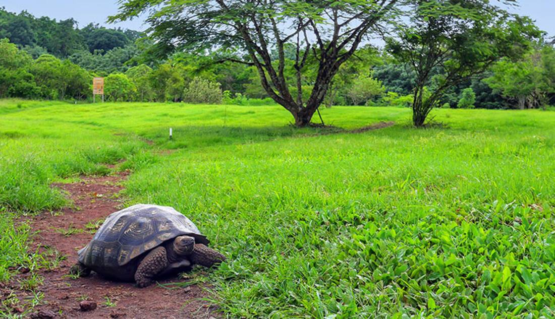 Galapagos Tortoise