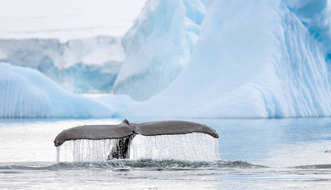 Humpback Whale, Antarctica