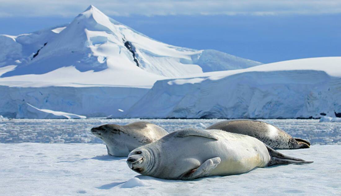 Crabeater Seals, Antarctica