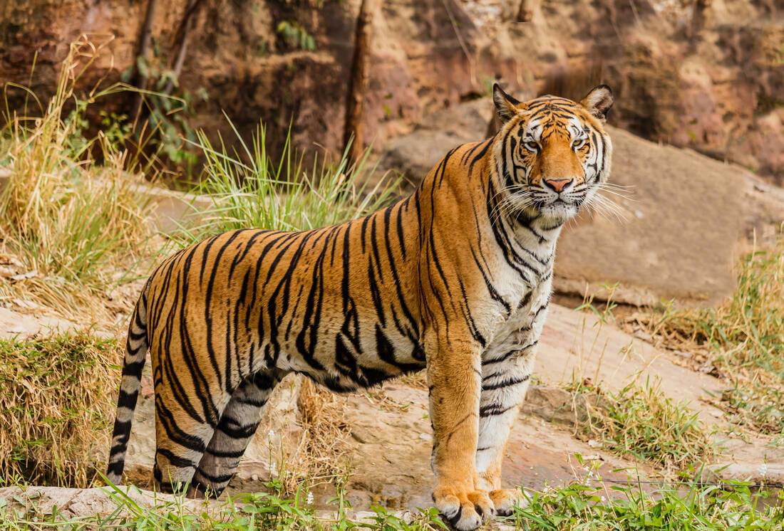 Tiger conservation