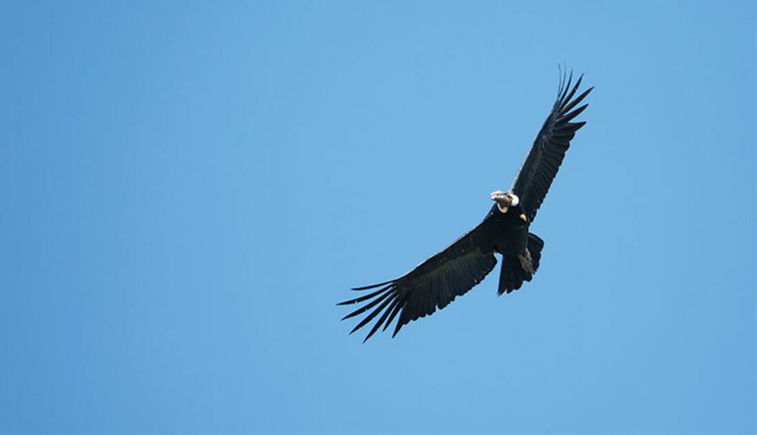 Andean Condor