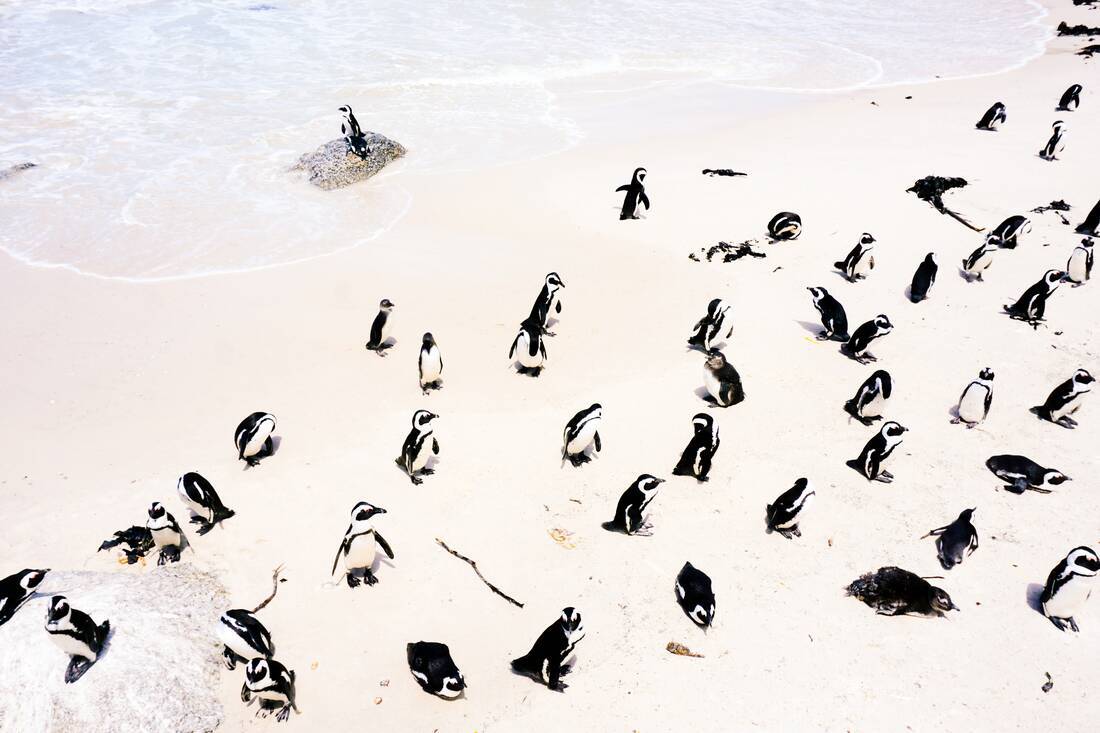 penguins on Boulders Beach