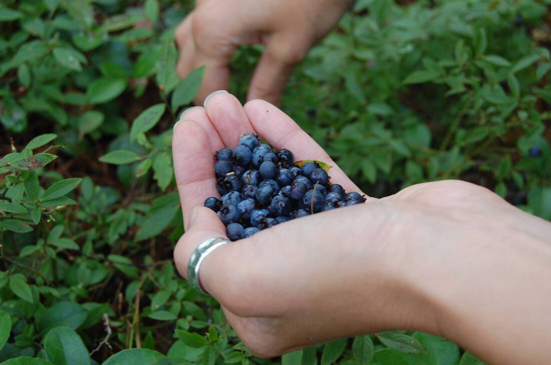 Foraging in Alaska