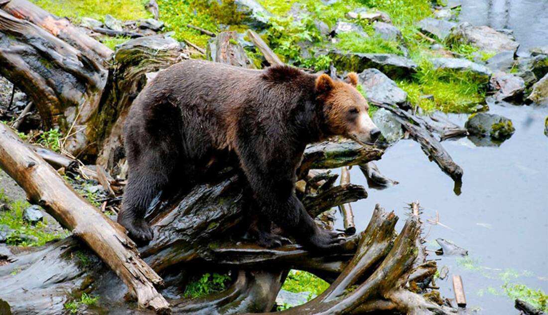 Bear, Alaska