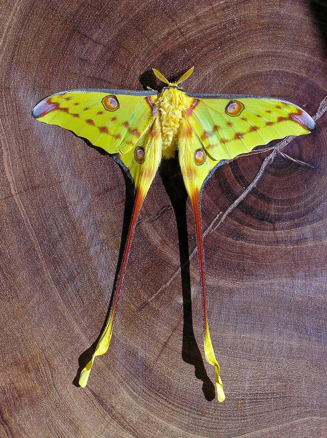 See a Comet Moth on holiday to Madagascar