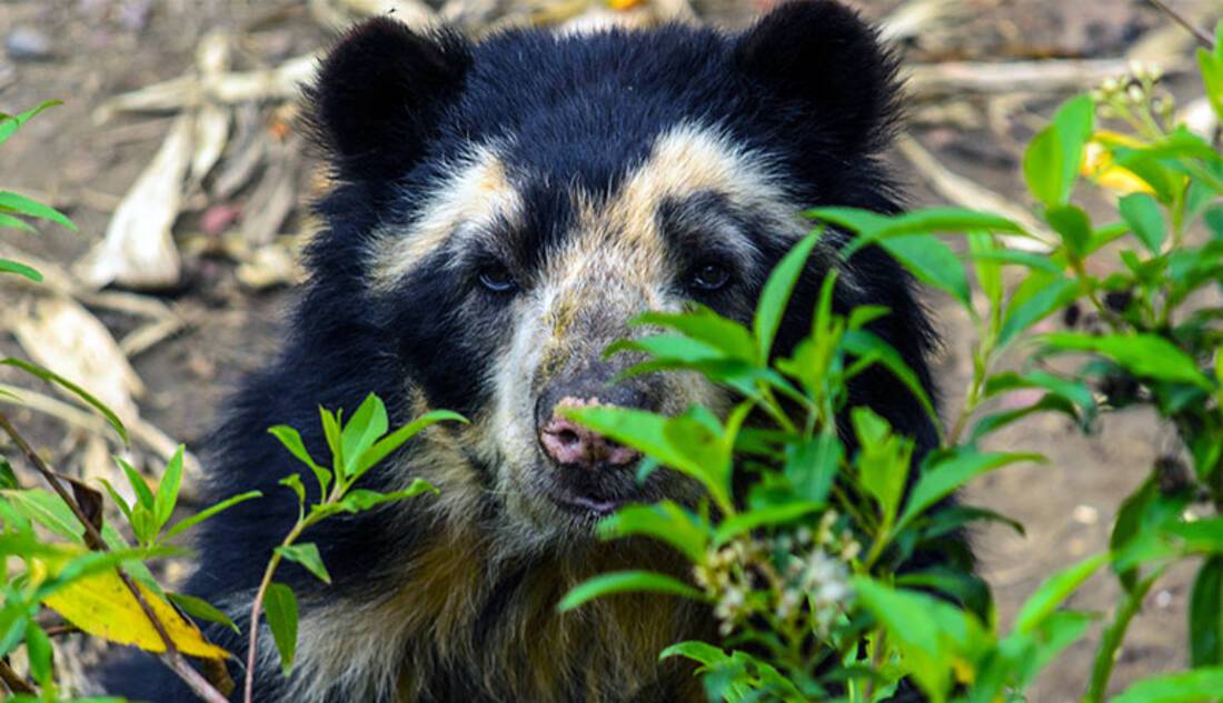 Andean bear, Colombia