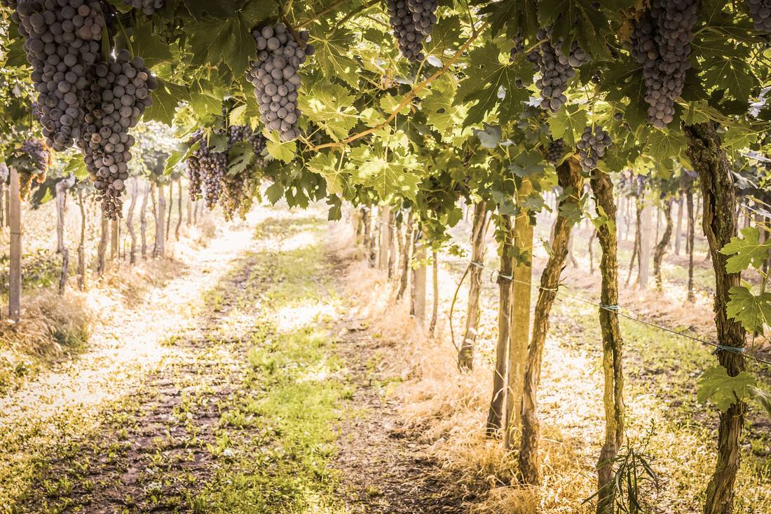 Vineyard in Bordeaux