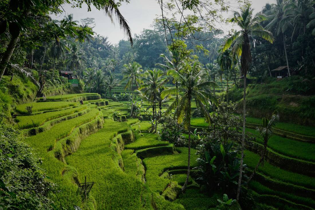 Rice terraces in Bali
