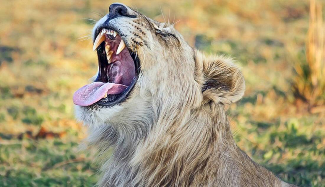 Yawning Lion