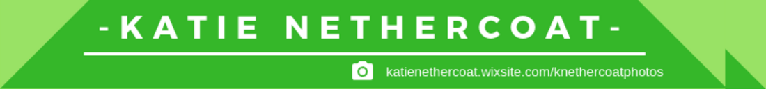 Katie Nethercoat top tips for wildlife photographers header