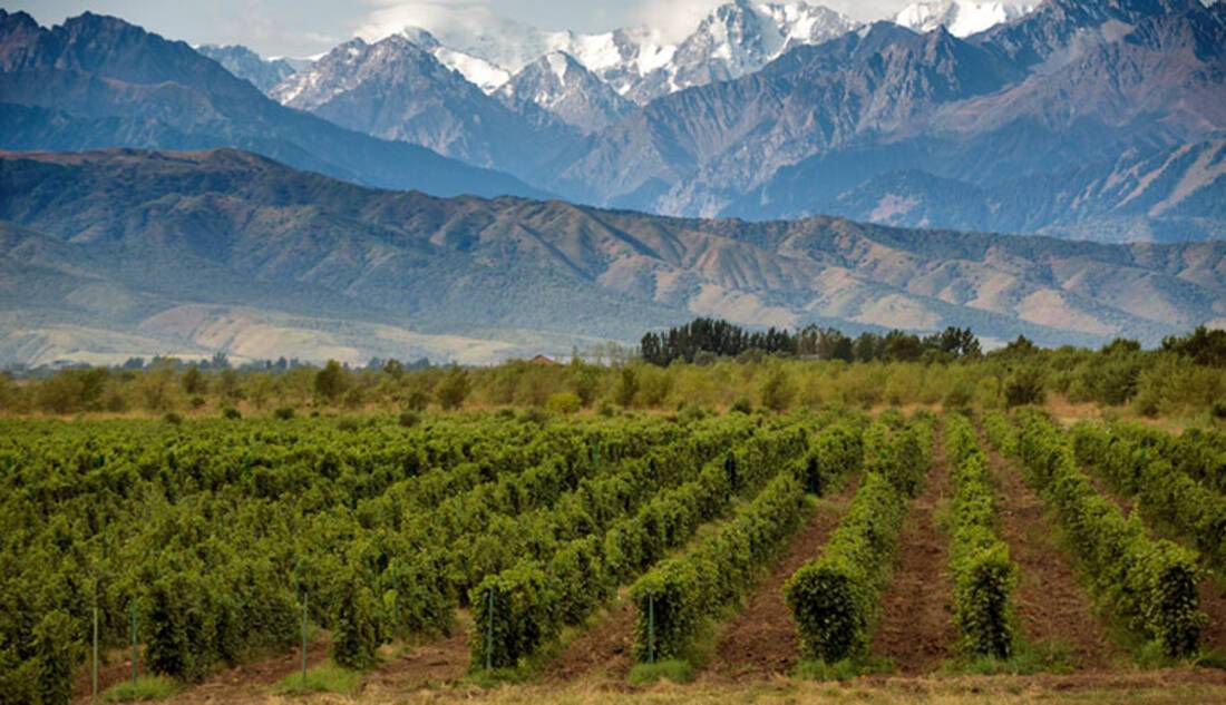 Argentinian wine