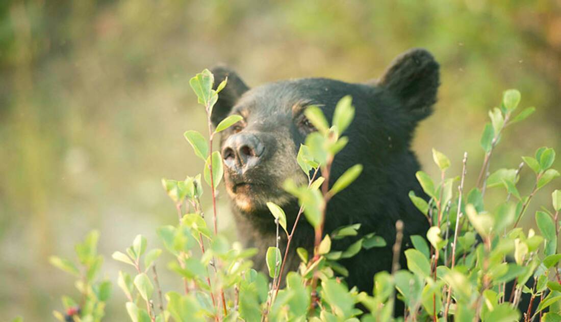 Black bear, Canadian Rockies