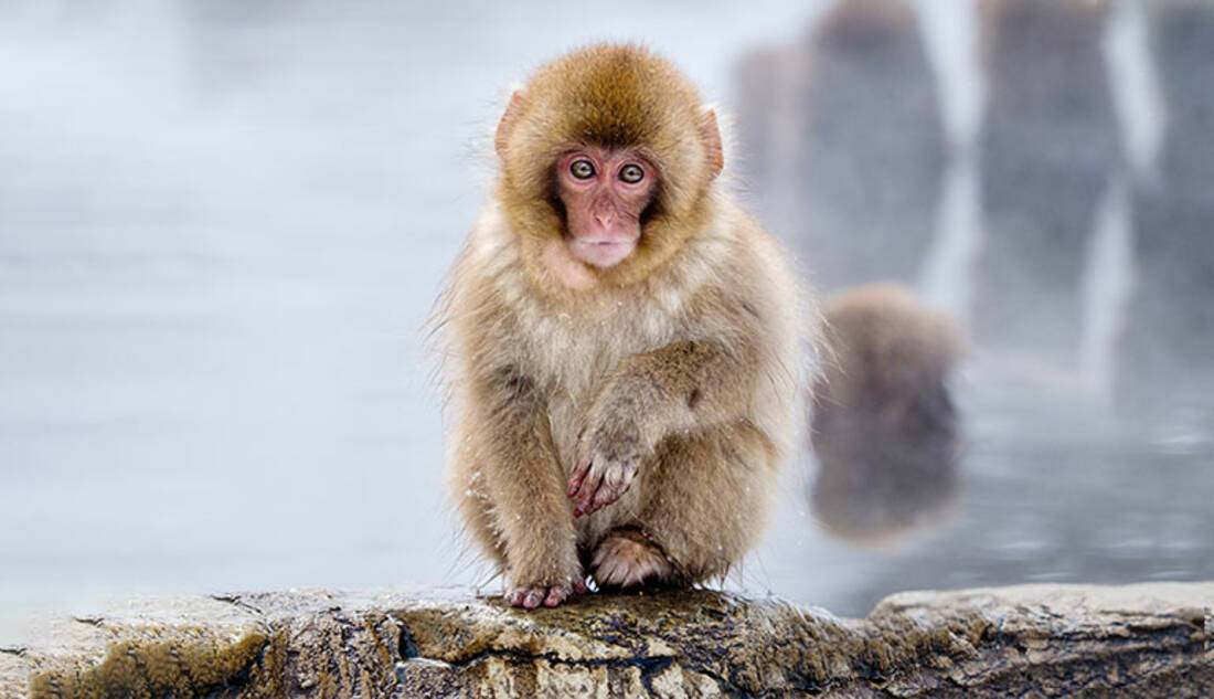 Snow monkeys, Jigokudani Monkey Park