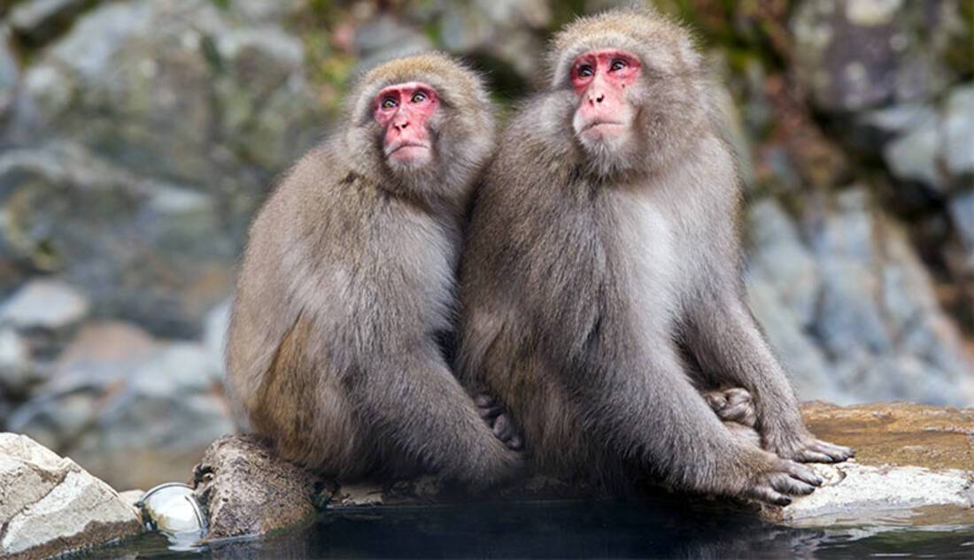 Snow monkeys, Jigokudani Monkey Park