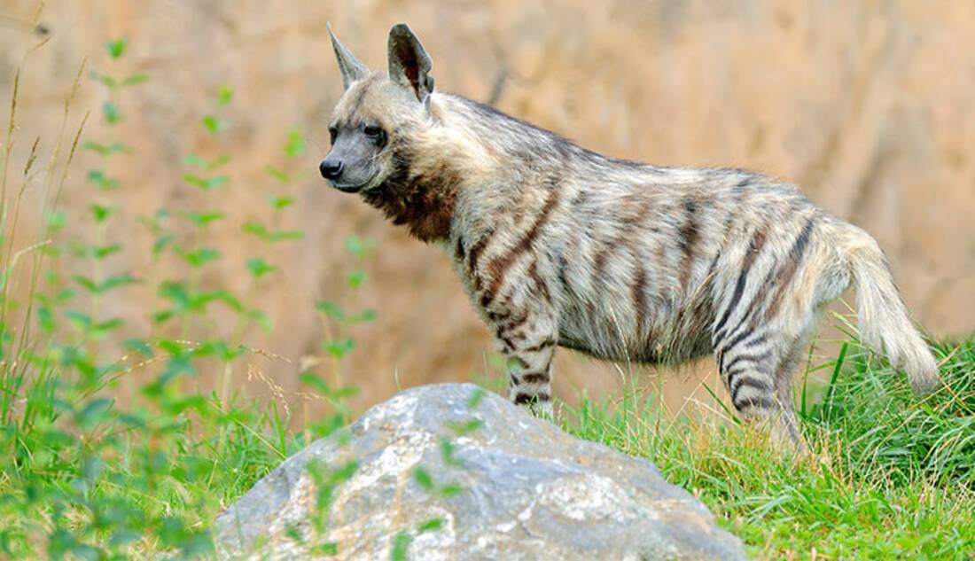 Hyenas in North Africa
