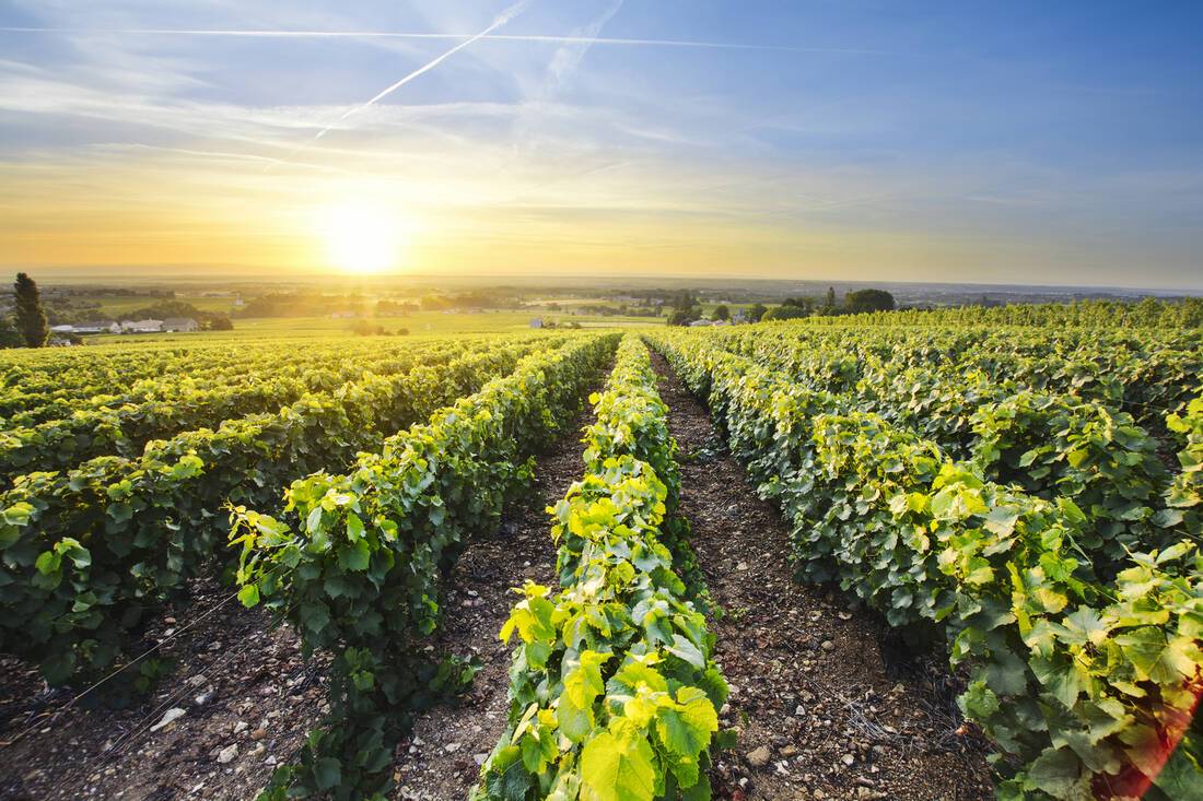 Beaujolais, France