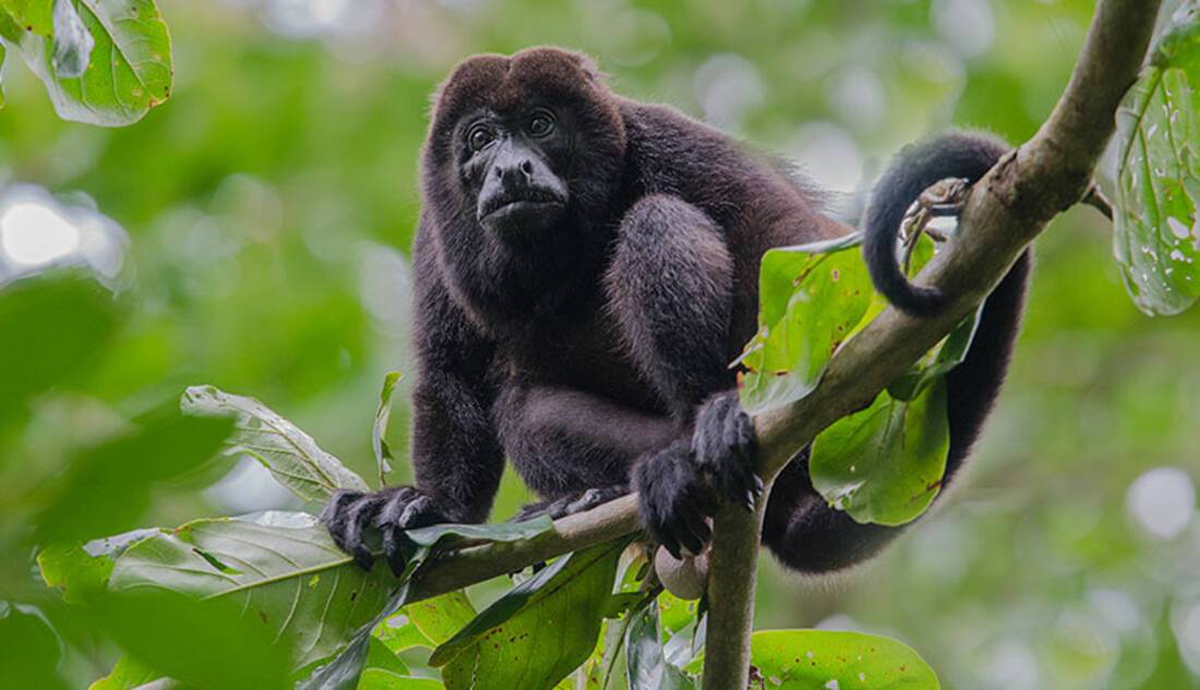 Howler Monkeys