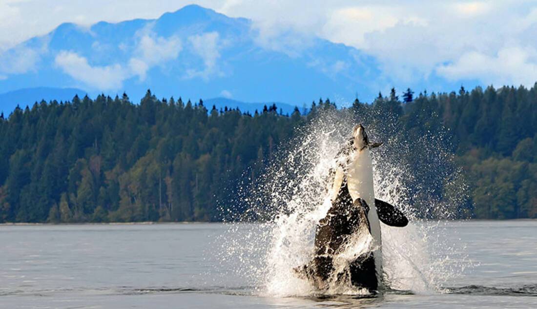 Orca, Vancouver Island, Canada