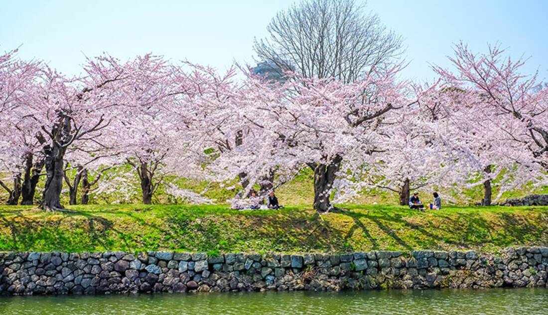 Cherry Blossom, Hakodate, Japan