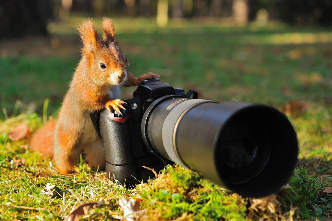 Squirrel holding camera