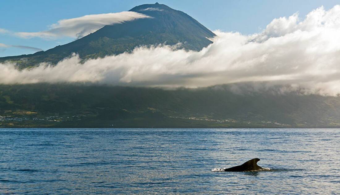 Sperm Whale, Azores, Portugal