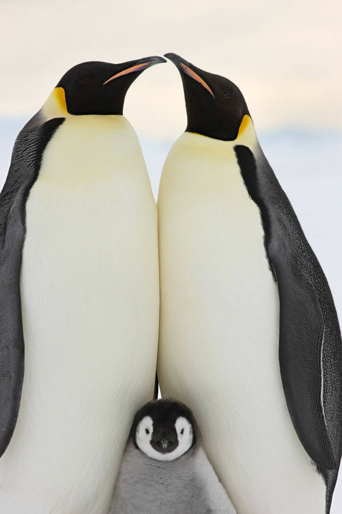 Sue Flood Emperor Penguin Image