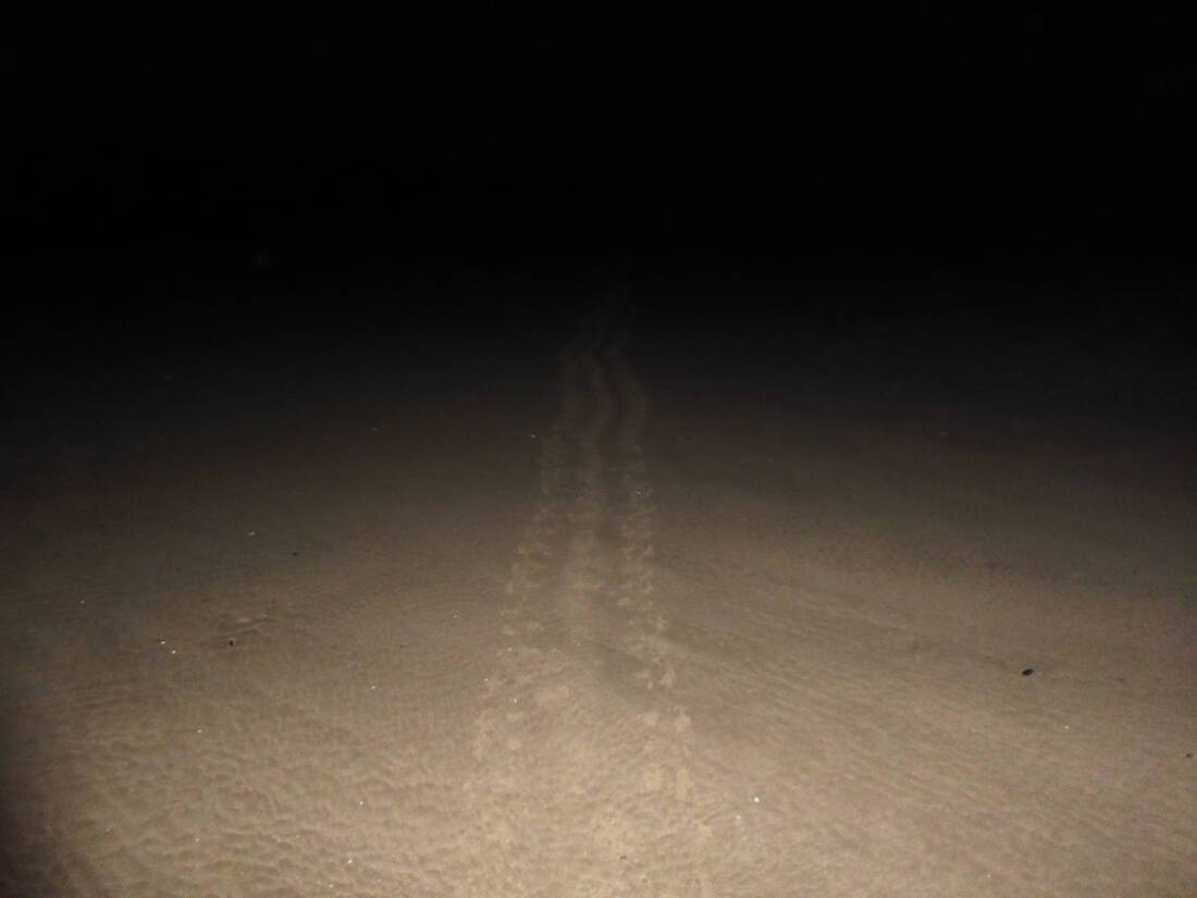 seal pup tracks