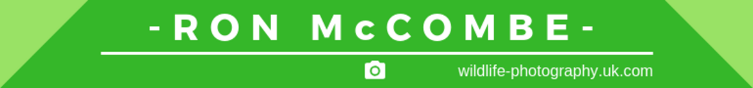 Ron McCombe- Top tip for wildlife photography header