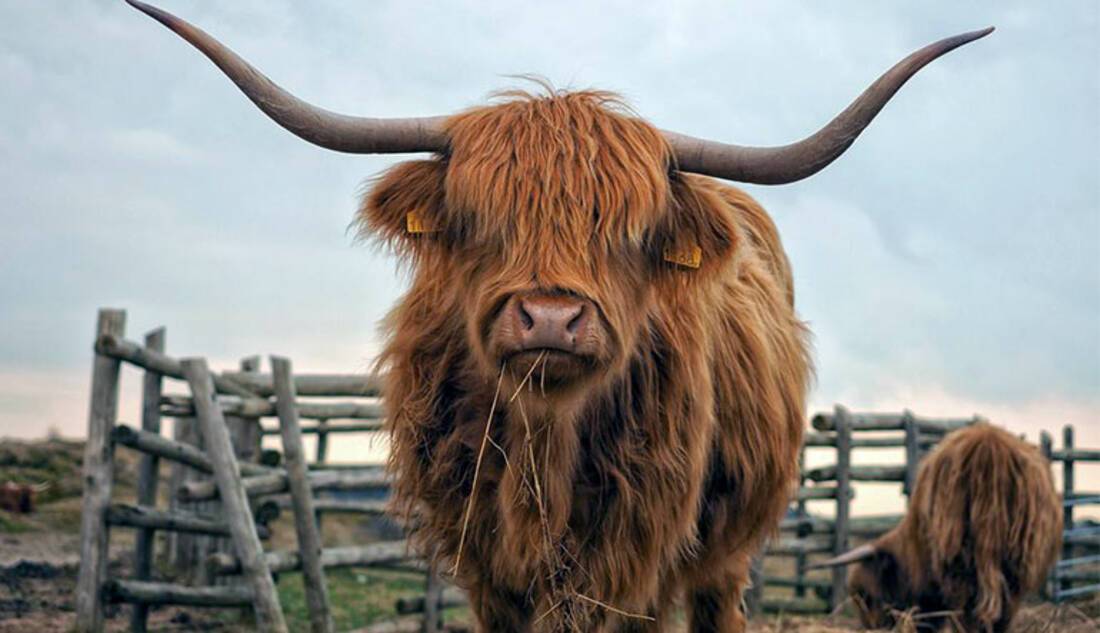 Highland cattle