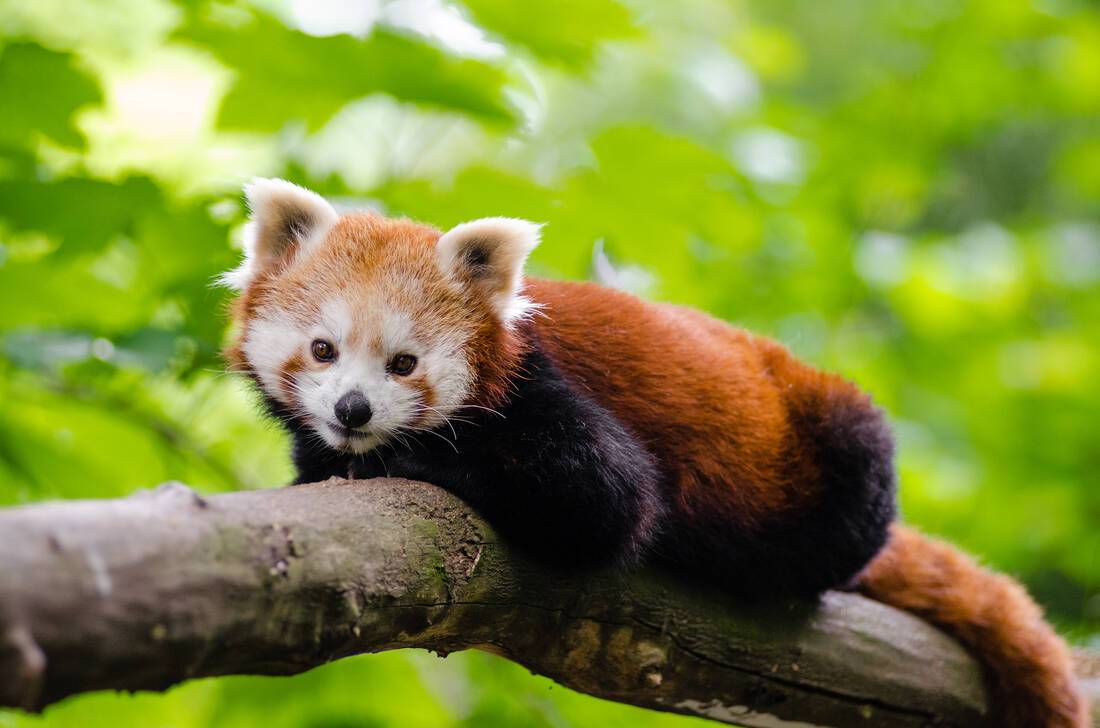 Red Panda
