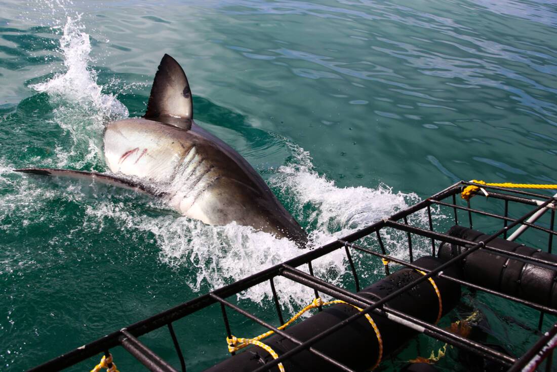 Swimming with sharks in South Africa