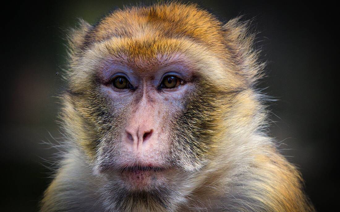 close-up of a barbary macaque ape