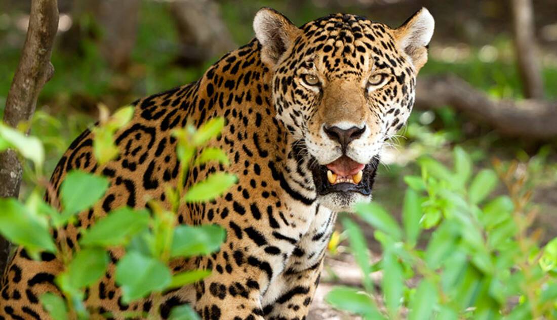 Jaguars
