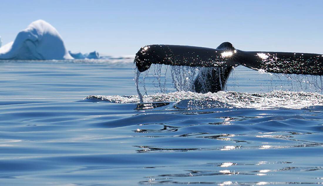 Whale, Antarctica