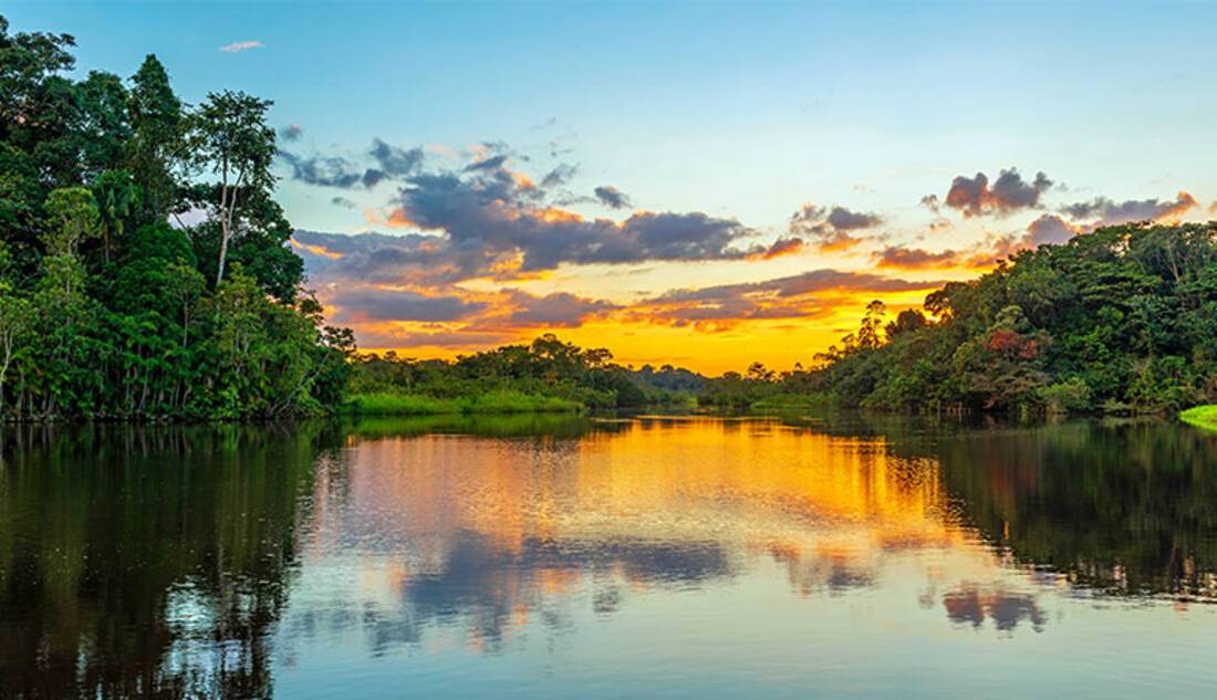 The Amazon Rainforest