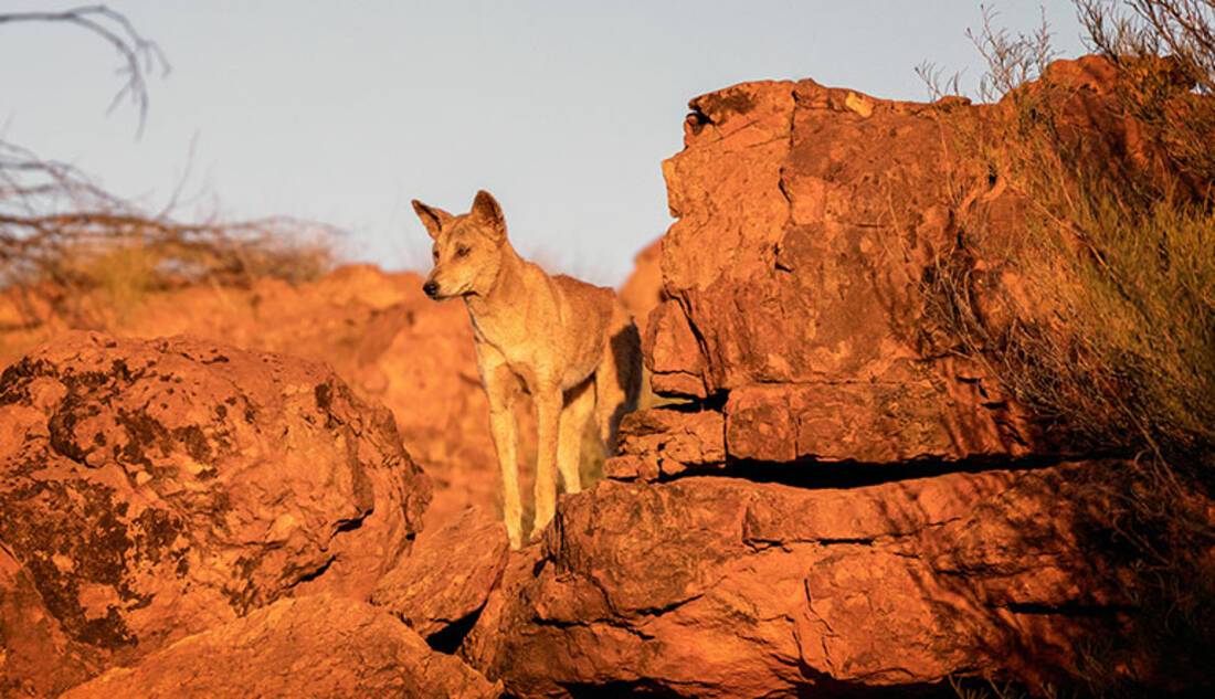 Native dingo, Australia