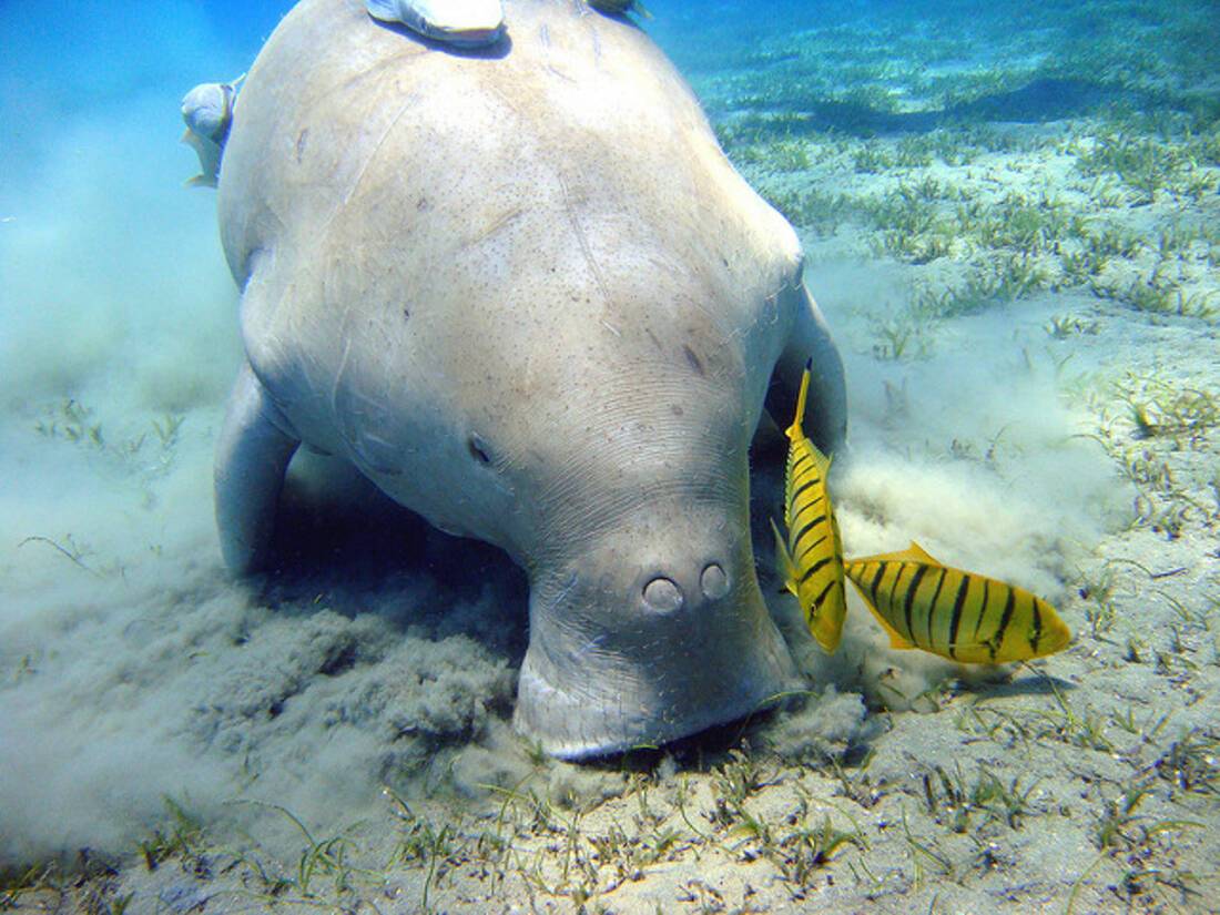 See a Dugong on a Fred Olsen cruise
