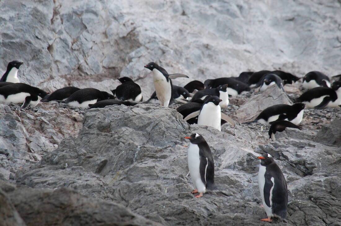 Gentoo Penguins on Joiners Island