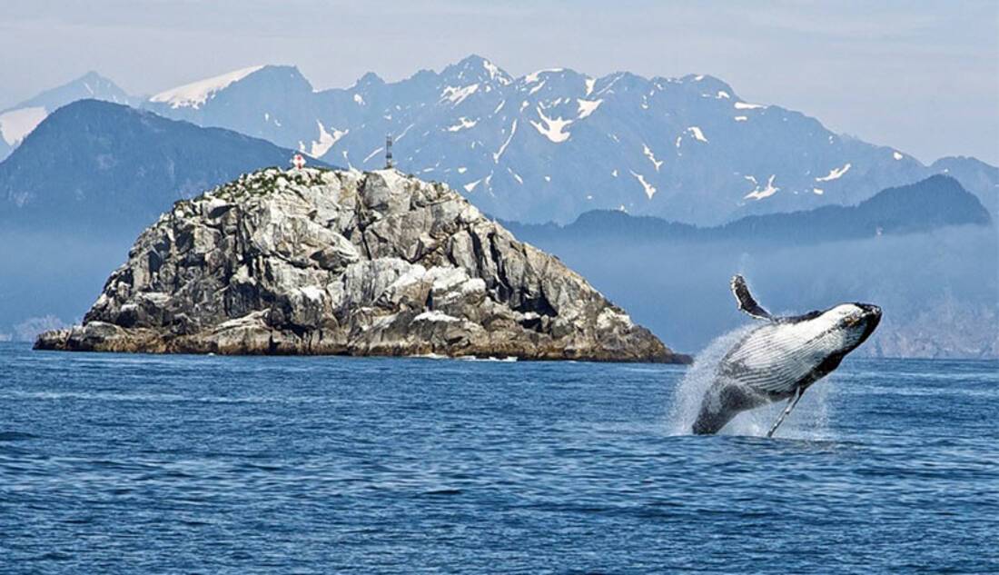 Whale, Alaska